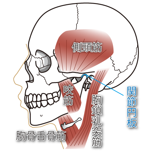 顎周辺の筋肉と関節