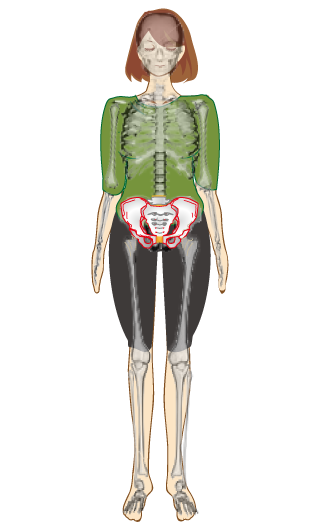 体の中心に位置する骨盤 解説図
