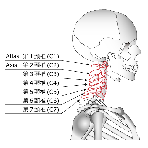 首を構成している骨 解説図