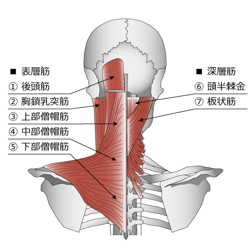 頸椎周辺の筋肉 解説図