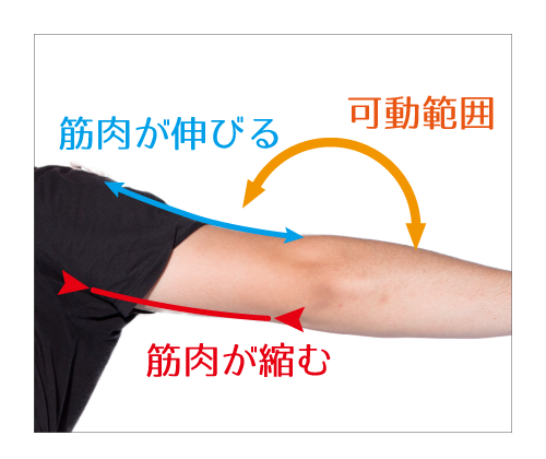 筋肉が伸び縮みすることで関節の可動範囲が決まる