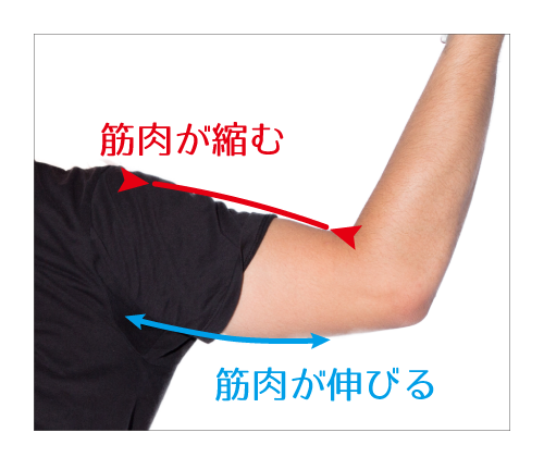 腕の動きにより、筋肉は縮む部分と伸びる部分がある