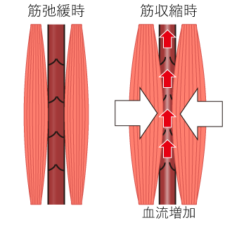 筋肉弛緩時と筋肉緊張（収縮）時の血流差解説図