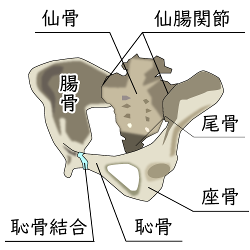 骨盤を構成する骨と関節の説明図